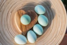 Huevos azules gallina araucana