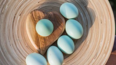 Huevos azules gallina araucana