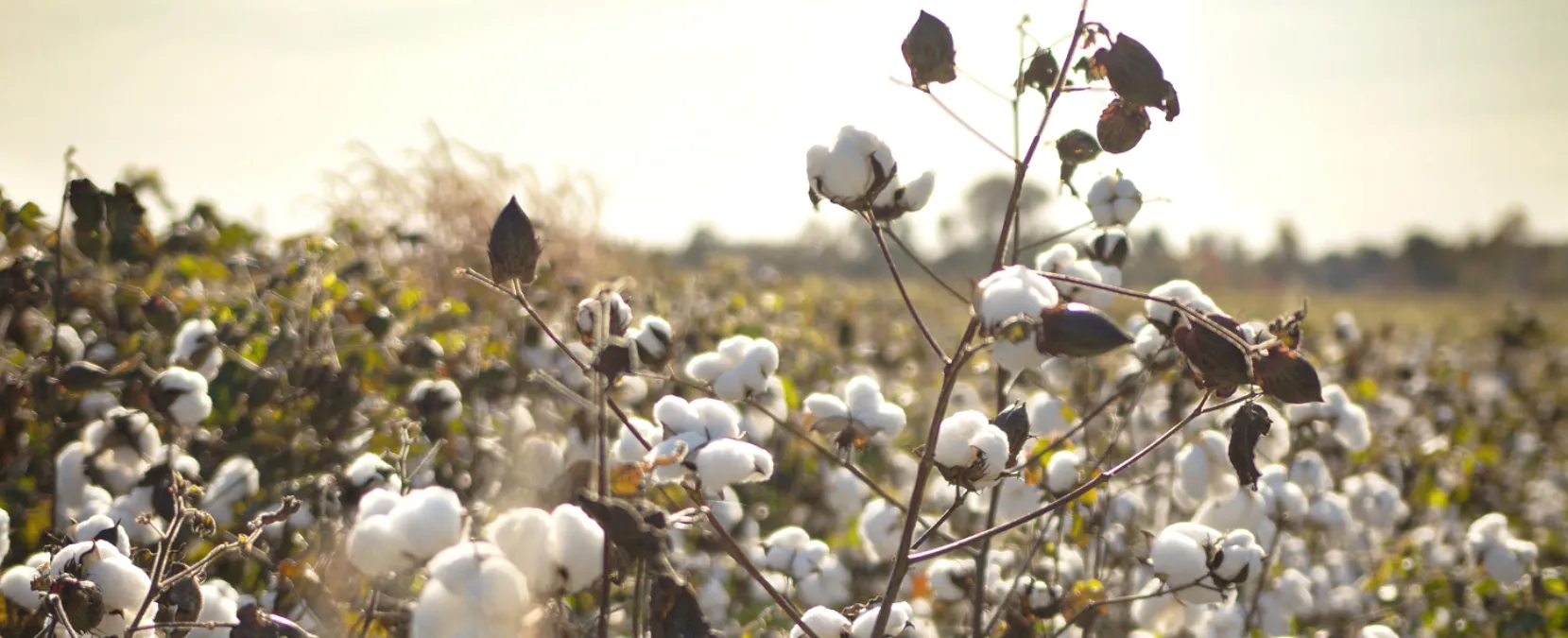 Informe Ralph Lauren sobre sostenibilidad